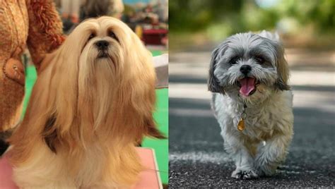 Lhasa Apso Vs Shih Tzu Whats The Difference The Dog