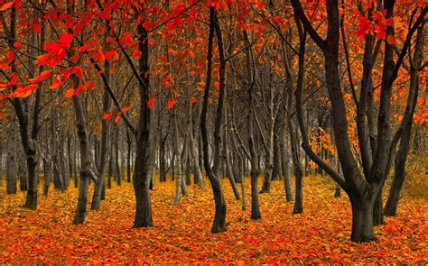 Piclogy On Twitter Forest Photography Nature Photography Autumn Forest