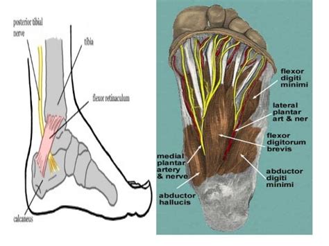 Anatomy Of Posterior Tibial Nerve By Im