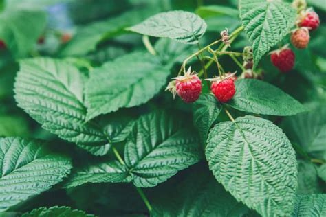 Framboisier Erreurs Viter Pour Une Belle R Colte Raspberry Canes