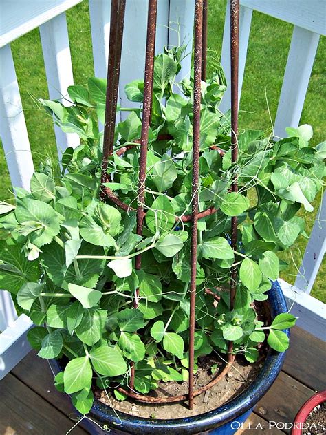 Olla Podrida Container Gardening How To Grow Peas