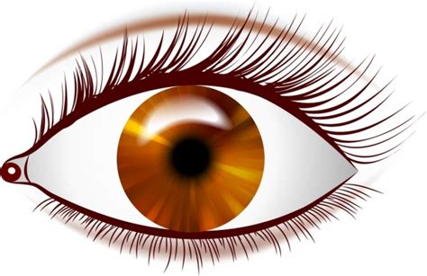 Brown Eye Icon Closeup Bright Design Free Vector In Adobe Illustrator