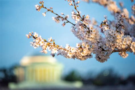 Dc Cherry Blossom Watch Update March 30 2019