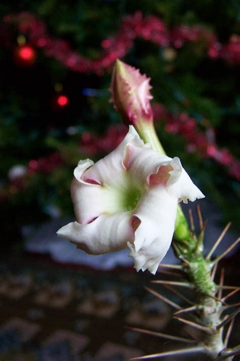 Oregon Cactus Blog Pachypodium Lealii Var Saundersii Flower