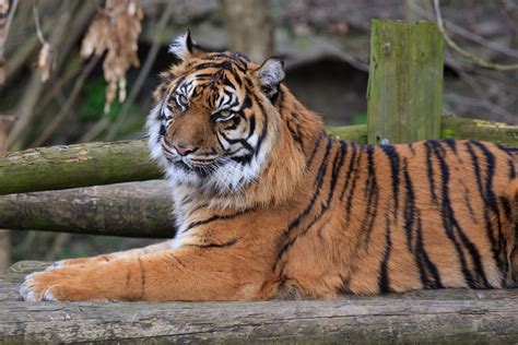 Will anyone else adopt this animal? Dudley Zoo Prices, Opening Times, Discount Vouchers ...