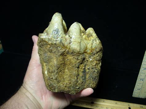 Mastodon Americanum Molar 061623m The Stones And Bones Collection