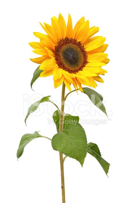 Sunflower Isolated Stock Photos