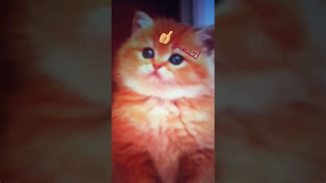 اجمل قطط كيوت😘🐈🐈💞🎚😍😍 Youtube