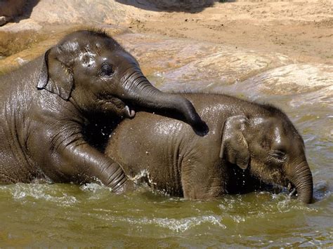 Baby Elephants Playing In The Water Baby Elephants Playing Flickr