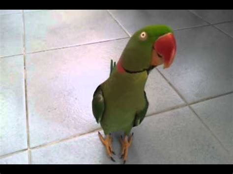 For you history events edit profile edit consent log out. Alexandrine Parakeet นกแก้วโม่งหรือมะหมา 2 - YouTube