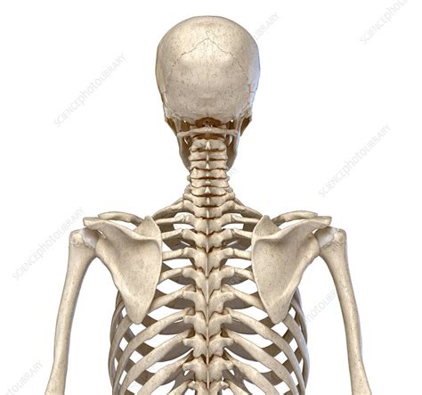 Bones Of The Torso Illustration Stock Image F0272211 Science