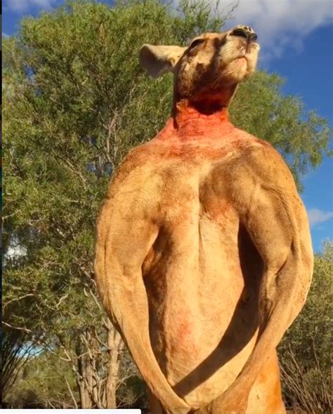 Roger The Famous Muscle Bound Kangaroo Dies Aged 12