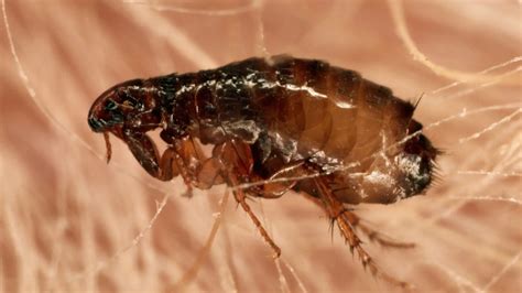 Can Fleas Fly Know The Facts All You Need To Know