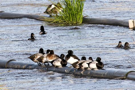 ebird checklist 15 dec 2022 duncan sewage lagoons 18 species 1 other taxa