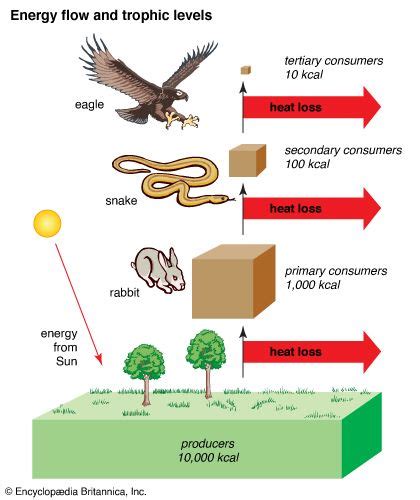 Energy Flow And Trophic Levels Students Britannica Kids Homework Help