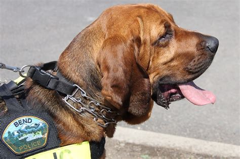 Top 10 Police Dogs And Best Guard Dogs In The World 2017