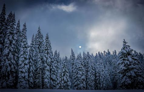 Moon Pine Trees Clouds Sky Snow Fog Winter Nature Dark Pxfuel