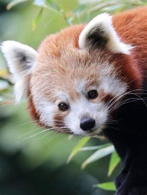 Discover 10 Incredible Red Panda Facts Az Animals