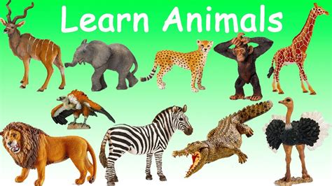 Learn Wild Animals Names Sounds Singular Plural Fun Educational For