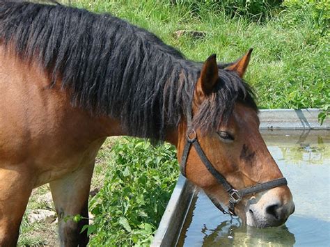 Combien de litre deau boit un cheval par jour