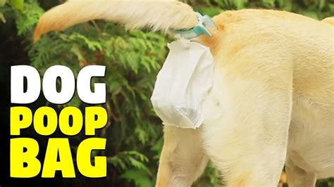 The Best Dog Poop Bags A Buyers Guide Pet Spruce