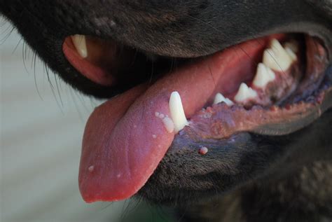 White Bump On Tongue German Shepherd Dog Forums