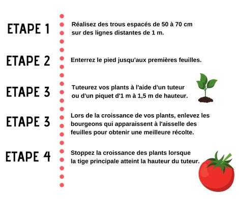 La Culture De La Tomate Conseils De Jardiniers Fabre Graines