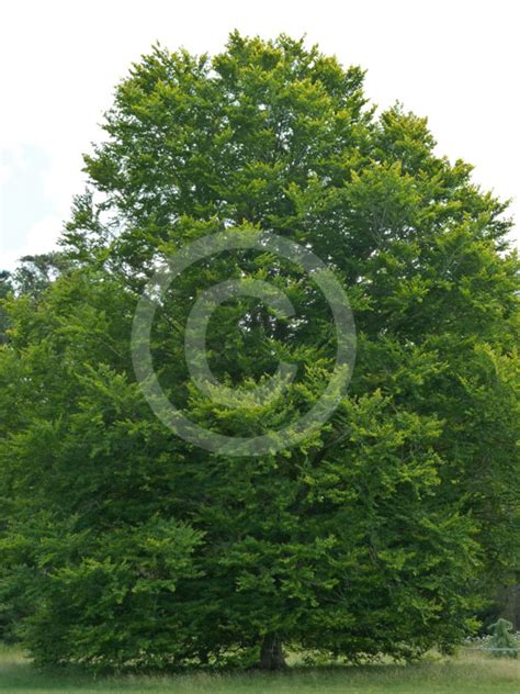 Fagus Sylvatica Zlatia Golden Beech Information And Photos