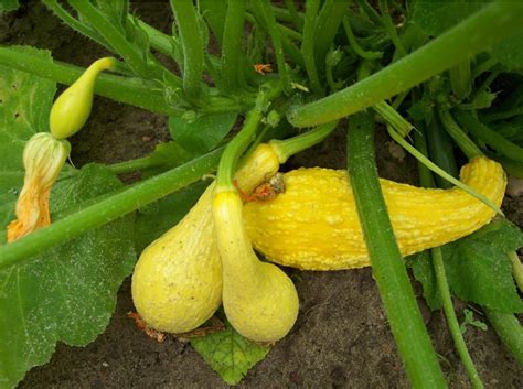 Summer Squash Early Summer Crookneck St Clare