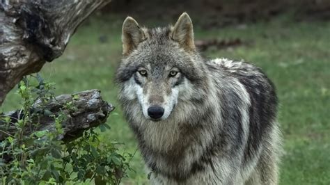 Characteristics Of Yellowstones Grey Wolves