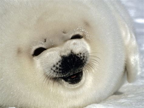 Happy Seal Funny Of Animals Hd Wallpaper Pxfuel