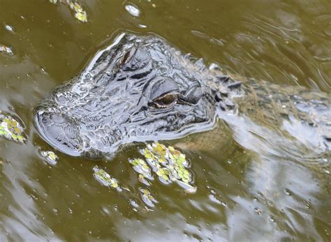 Swamp Gator New Orleans La Photograph By Toby Mcguire