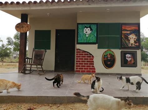 Albergue De Piura Rescata Gatos Abandonados Y Los Bautiza Con Nombres