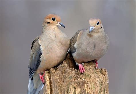 Doves In Love Stock Photo Image Of Flight Bird Hope 12744300
