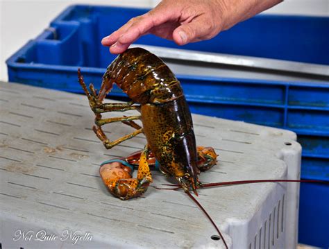 Lobster Nova Scotia Canada Not Quite Nigella