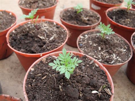 We did not find results for: Menanam dan Memperbanyak Bunga Marigold - pottedmemory