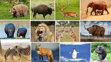 Wild Animals Name And Sound For Kids Fun Educational