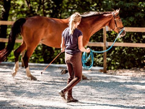 Lunge A Horse Meaning Benefits And How To Do It Correctly