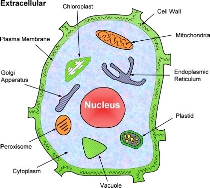 What is the only organelle that is not bound or made of. pone-0011335-g001:Plant-mPLoc: A Top-Down Strategy to ...
