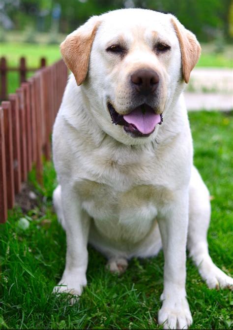 Miniature Labrador Small Size And Dwarfism In Labs