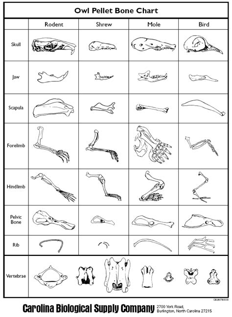 Owl Pellet Bone Chart Free Printable Printable Templates