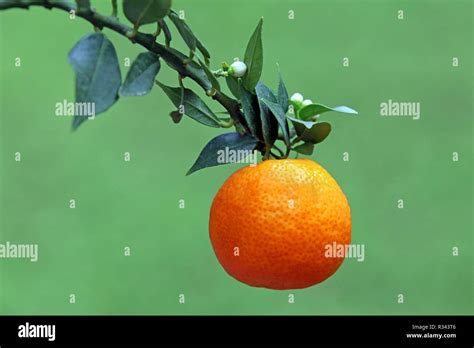 Chinotto Hi Res Stock Photography And Images Alamy