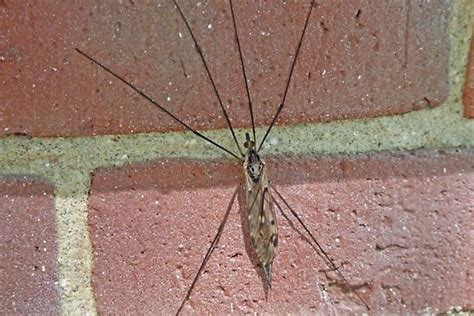 Long insect with many legs. Intricately marked, long-legged insect on the side of our ...