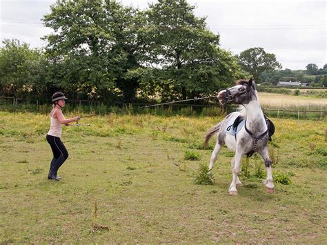 I will use the halter rather than the lunging. How to Lunge your Horse for the First Time - US Whip