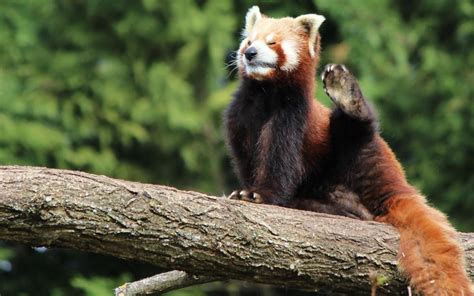 Free Download Animal Cute Red Panda Hdq Wallpapers 1600x1000 For Your
