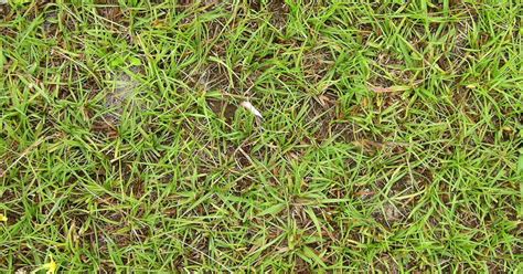 Bahia Grass A Guide To Caring For And Growing Bahiagrass