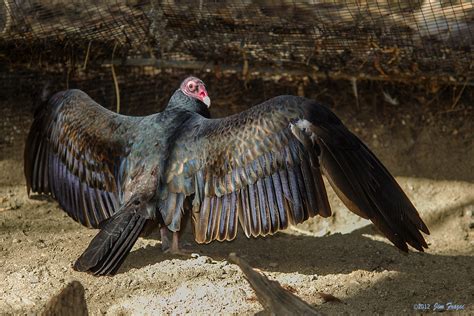 The song resembles the song of the blackbird, but is faster. Turkey Vulture - Living Desert Zoo and Gardens | Looks ...