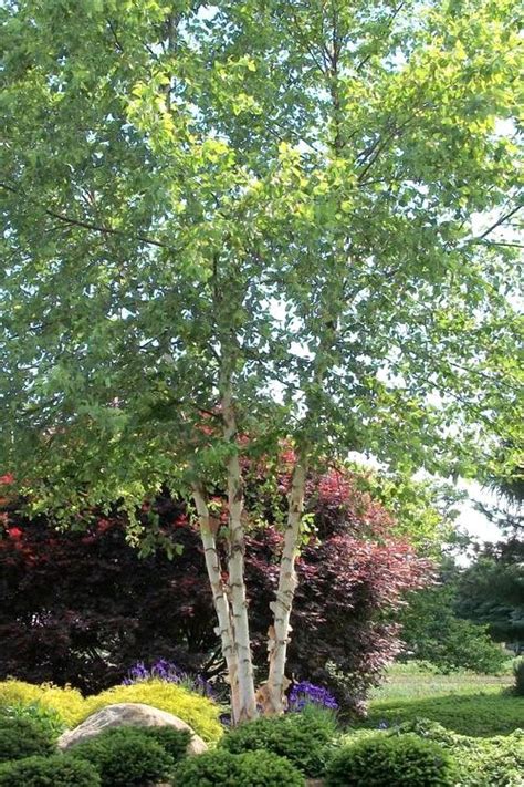 Buy River Birch Tree For Sale Online From Wilson Bros Gardens River