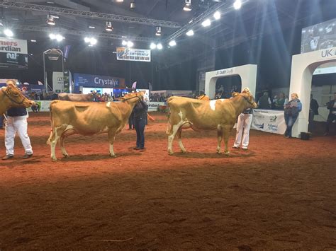Guernsey Grand Championship At Dairy Day 2021 English Guernsey Cattle