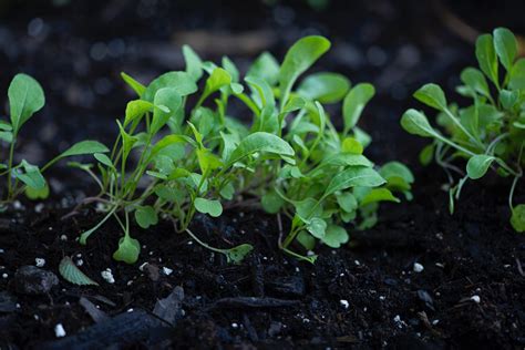 6 Super Helpful Tips For Growing Arugula Garden Gnome Academy